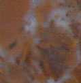 Orange Swiral Jasper